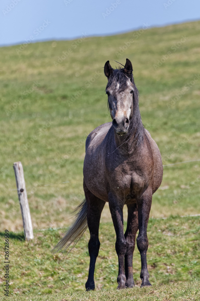 Obraz premium Cheval brun