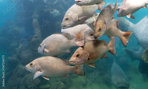 Photography Red Snapper fish school in the tropical sea