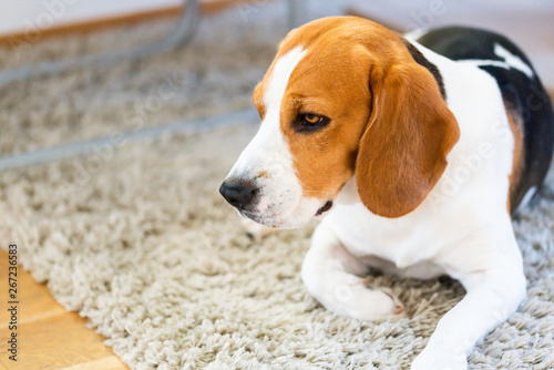 Beagle dog lying down on a carpet looking tired or sad.