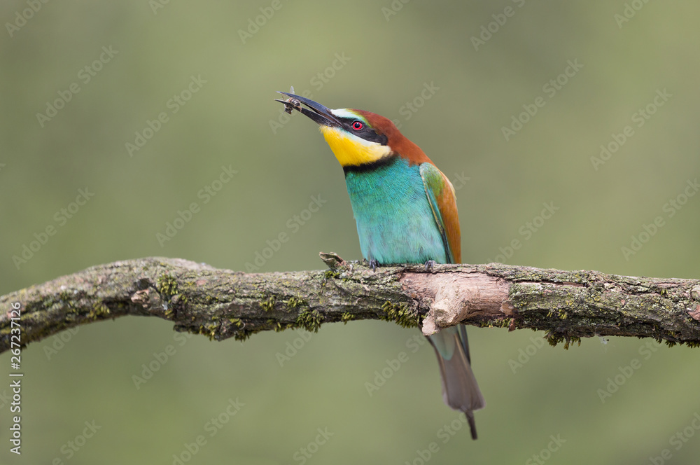 Fototapeta premium Spectacular portrait of European bee eater (Merops apiaster)