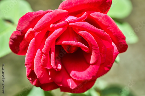 Red growing flower - Rose on a flowerbed in the park.
