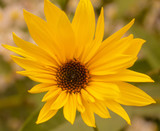 yellow flower closeup of sunflower