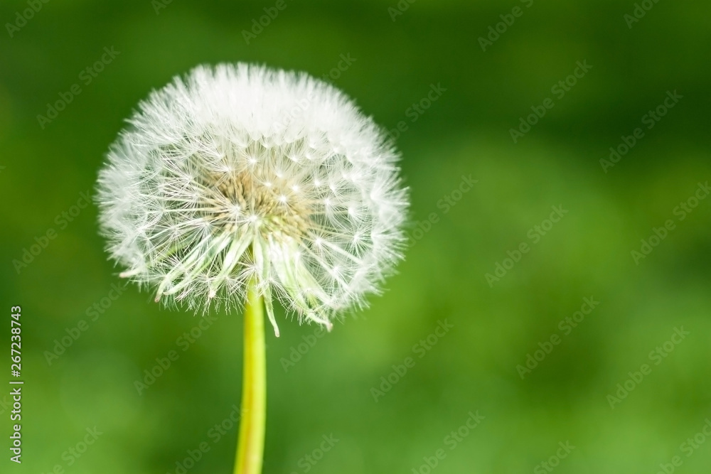 Beautiful white dandelion with seeds on a blurred green background Beautiful white dandelion with seeds on a blurred green background