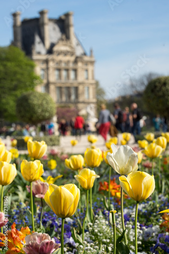 Paris - jardin des tuileries: Tulpen