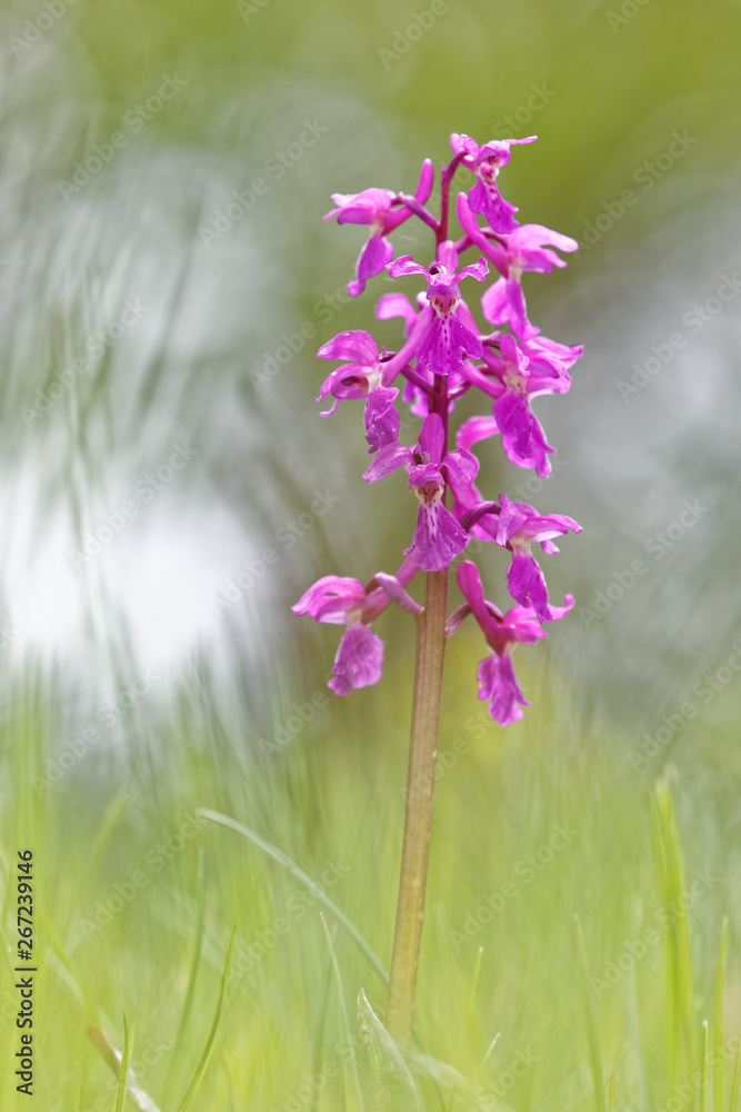Obraz premium orchis mâle