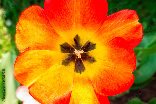 flower Red Tulip macro