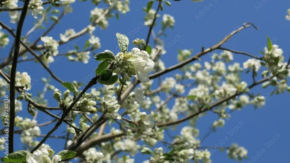 Close up for white apple flower buds on a branch. Closeup on flowering bloom of apple tree blossoming flowers in spring garden. Slow motion. Shallow DOF. Spring day. Blue sky Close up for white apple flower buds on a branch. Closeup on flowering bloom of apple tree blossoming flowers in spring garden. Slow motion. Shallow DOF. Spring day. Blue sky