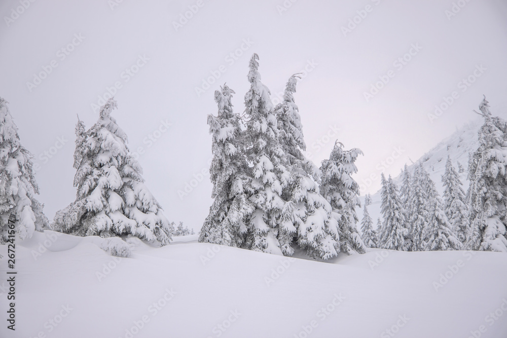 Naklejka premium Snow covered trees in Carpathian mountains