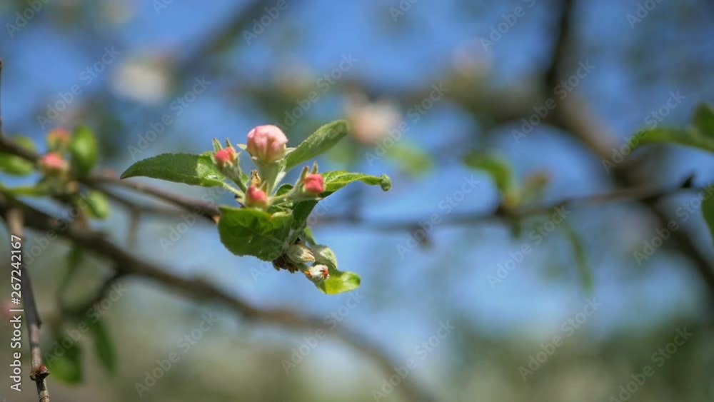 Close up for white apple flower buds on a branch. Closeup on flowering bloom of apple tree blossoming flowers in spring garden. Slow motion. Shallow DOF. Spring day. Blue sky Close up for white apple flower buds on a branch. Closeup on flowering bloom of apple tree blossoming flowers in spring garden. Slow motion. Shallow DOF. Spring day. Blue sky