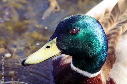 portrait of a duck