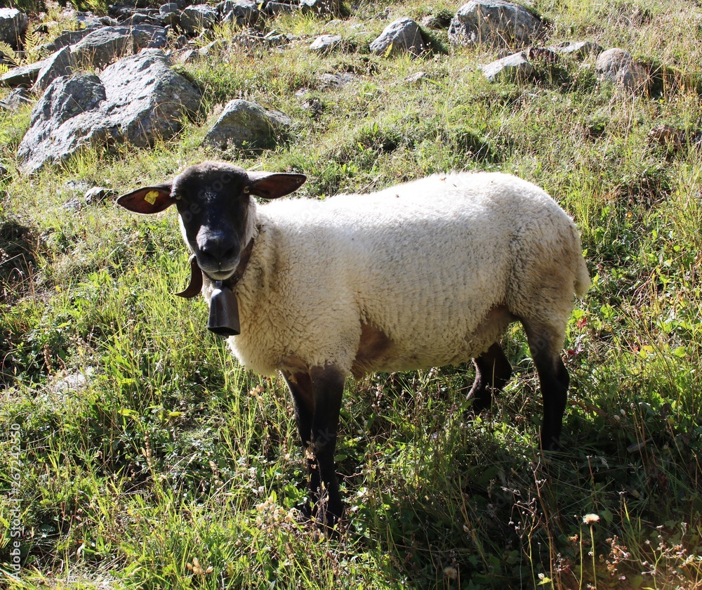 Naklejka premium Schaft im Gebirge
