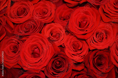 Natural background of red roses. Many roses in the background.