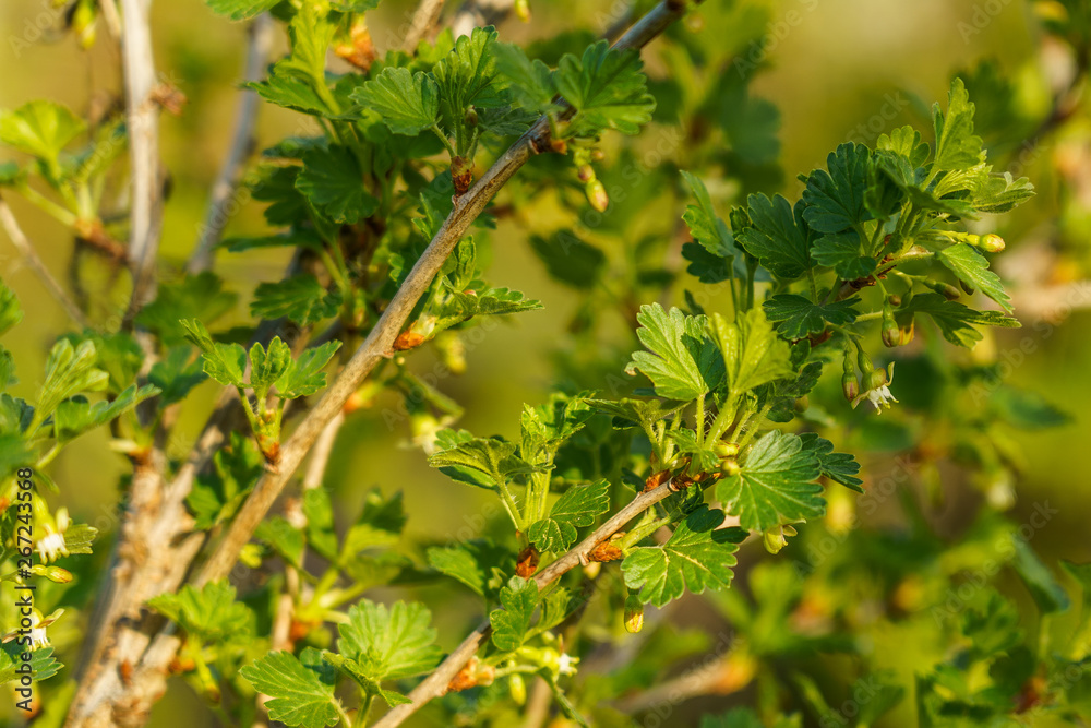 branch of gooseberry in the garden in spring with flower buds branch of gooseberry in the garden in spring with flower buds