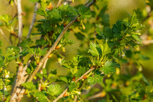 branch of gooseberry in the garden in spring with flower buds