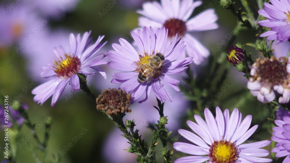 Obraz premium OLYMPUS DIGITAL CAMERA