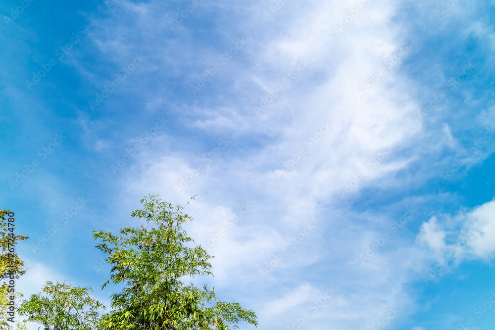 Fototapeta premium Bamboo leaves background cloudy sky