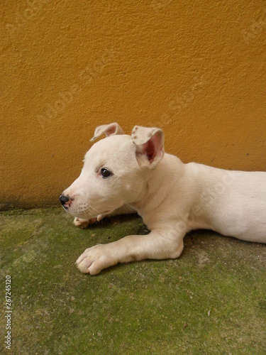 Meu filhote de pitbull