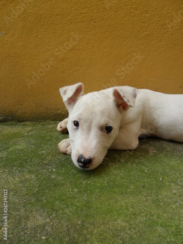 Meu filhote de pitbull