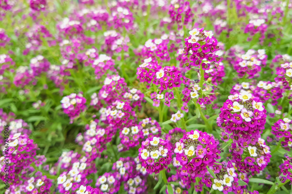 Round purple flowers consisting of small flowers grow in the garden