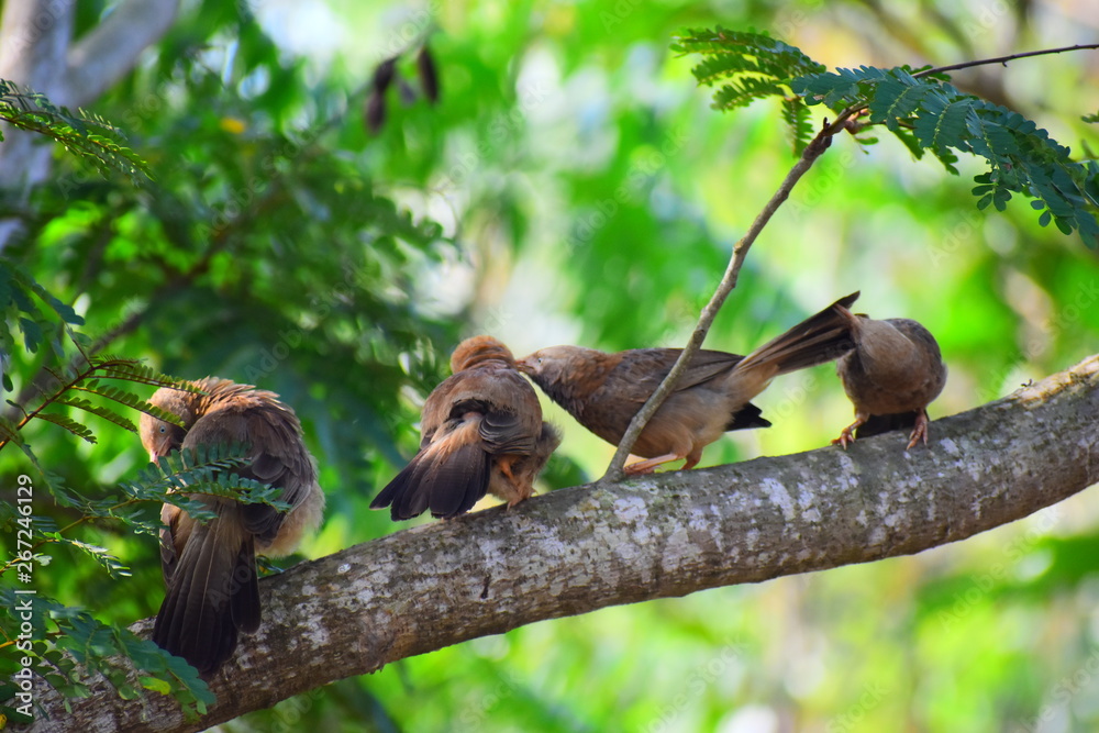 Obraz premium Sparrows loving each other 