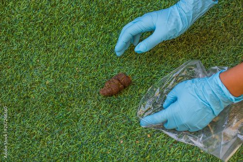 Billede på lærred pollution and feces analysis concept picture of human hands in blue rubber glove