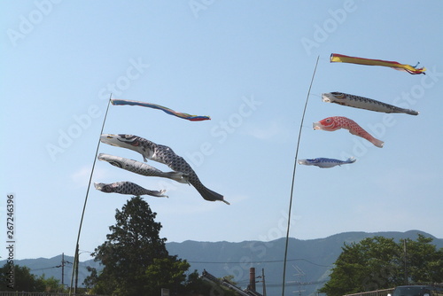 鯉のぼり