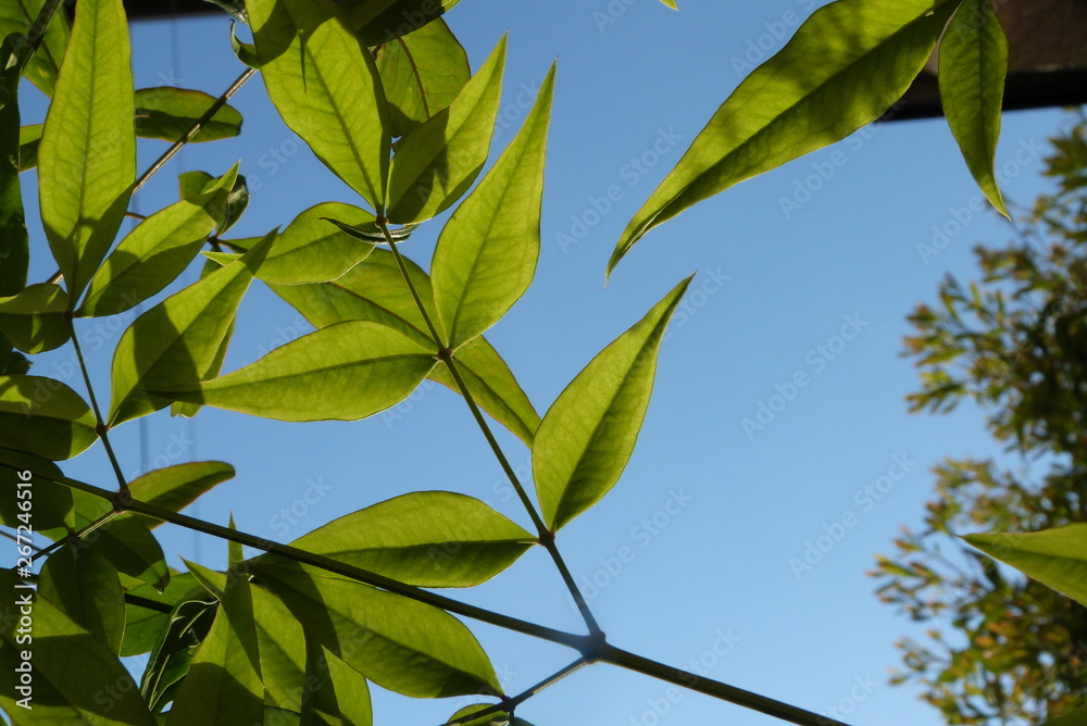 Obraz premium 葉脈