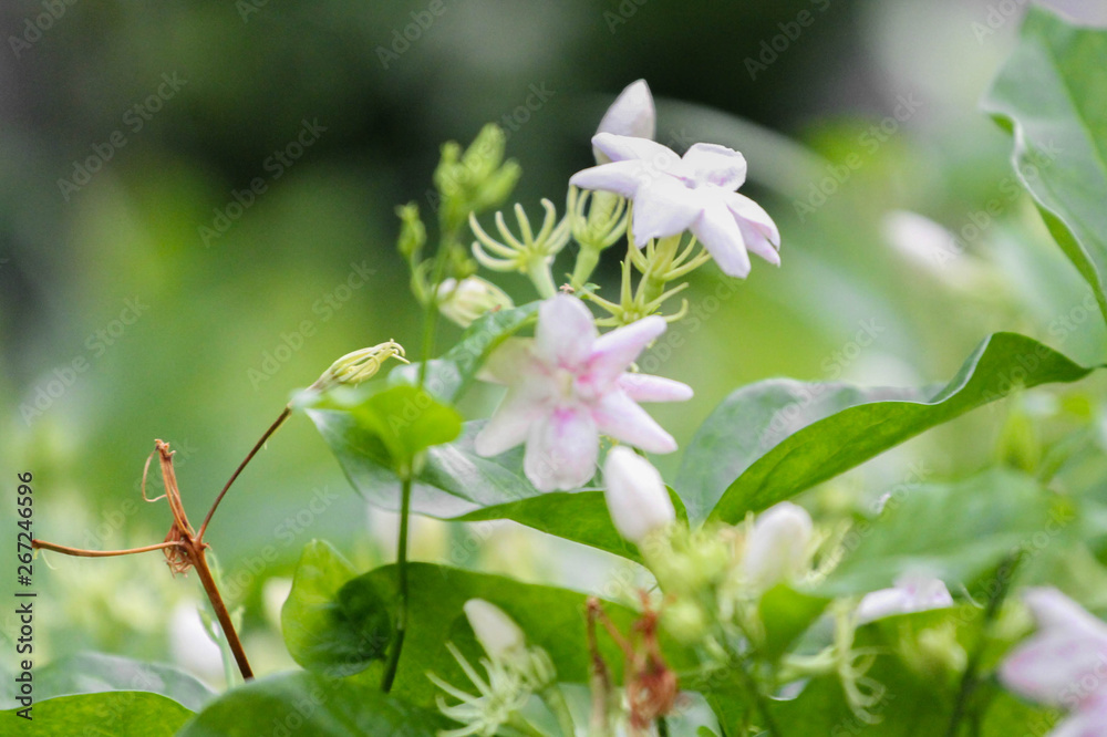 Jasmine flower Jasmine flower