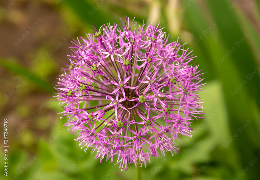 spheric flower of Allium closeup spheric flower of Allium closeup
