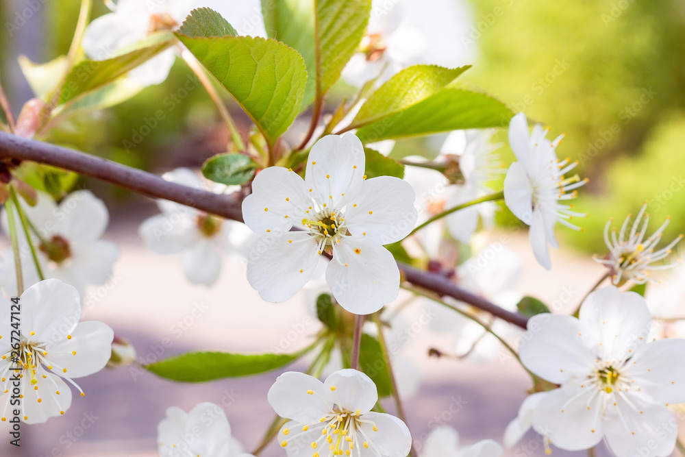 Obraz premium Flowering branch of pear