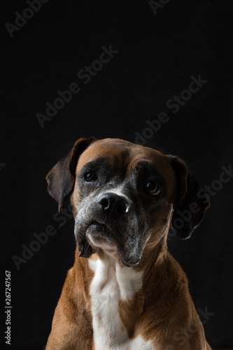 Serious dog look. A curious dog,dog eyes look into the lens