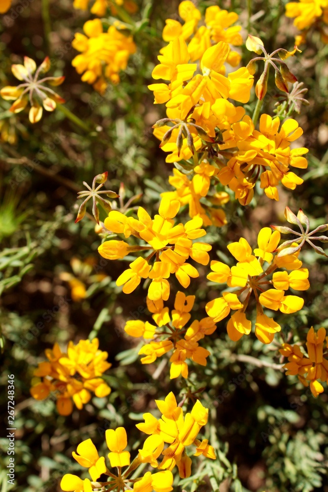 Flores amarillas silvestres en primavera Flores amarillas silvestres en primavera