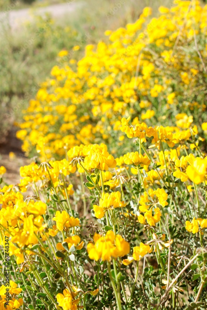 Flores silvestres amarillas rústicas en primavera Flores silvestres amarillas rústicas en primavera