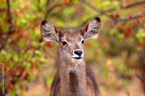 A young waterbuck in Kruger National Park photo