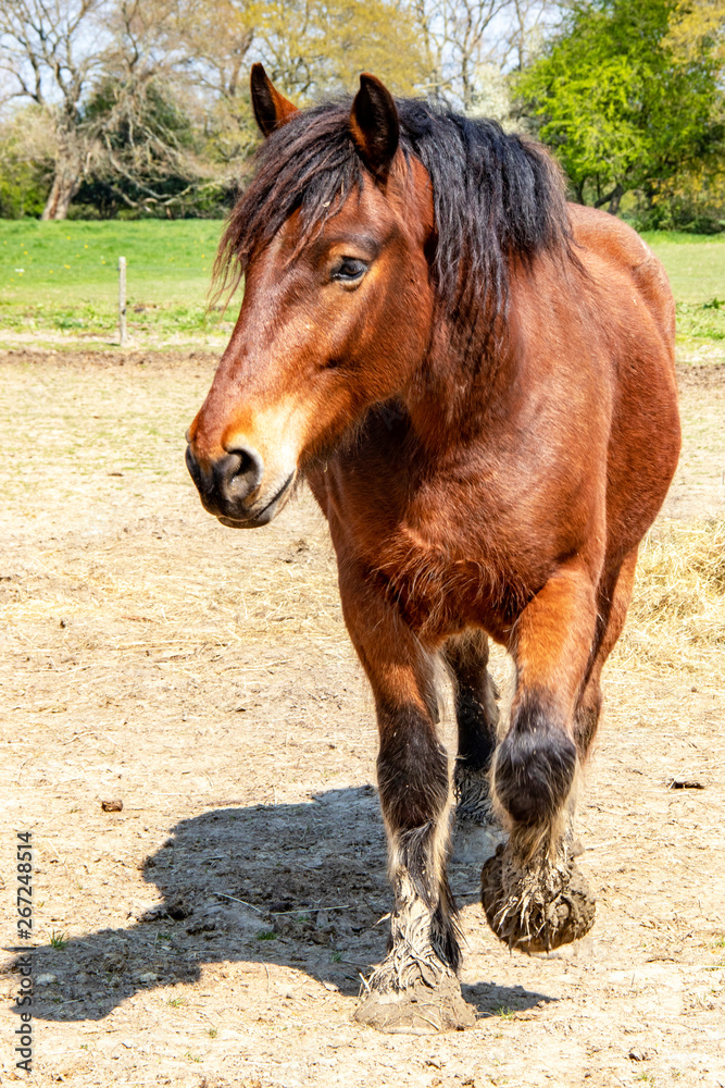 Cheval de trait français de face Cheval de trait français de face