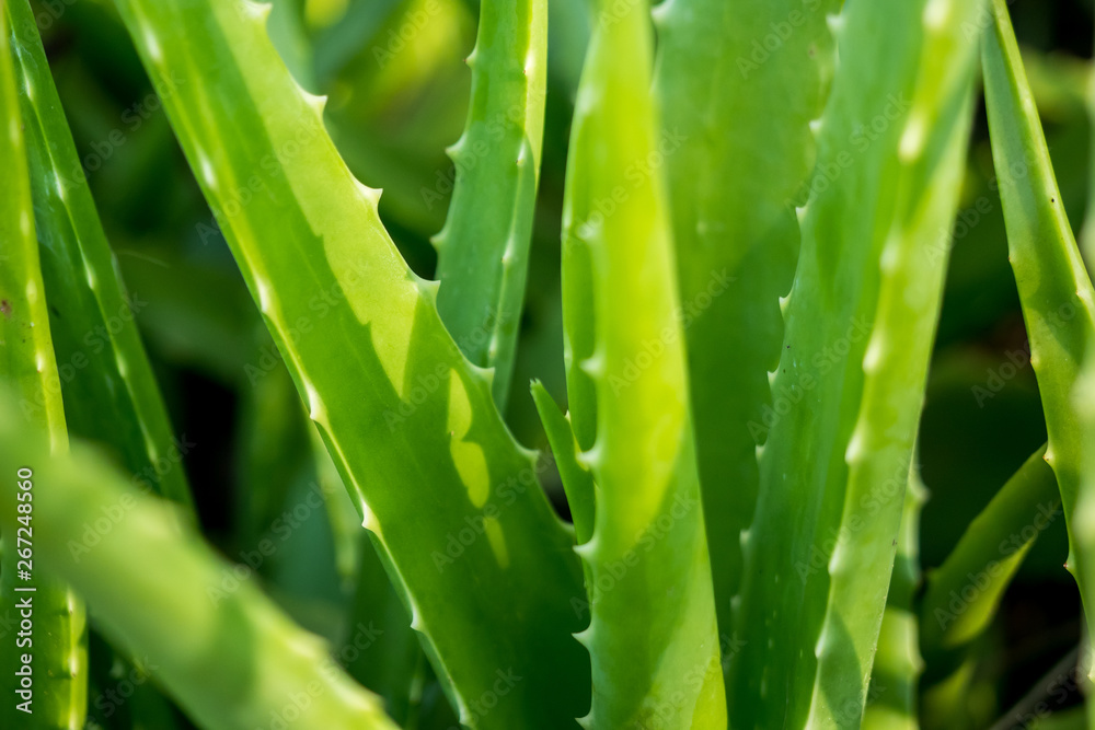 Aloe vera is tropical green plants tolerate hot weather. A close up of green leaves, aloe vera. Aloe vera is a very useful herbal medicine for skin care and hair care that can be used as treatment. Aloe vera is tropical green plants tolerate hot weather. A close up of green leaves, aloe vera. Aloe vera is a very useful herbal medicine for skin care and hair care that can be used as treatment.