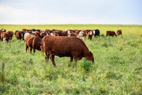 Cows raised with natural grass, Argentine meat production