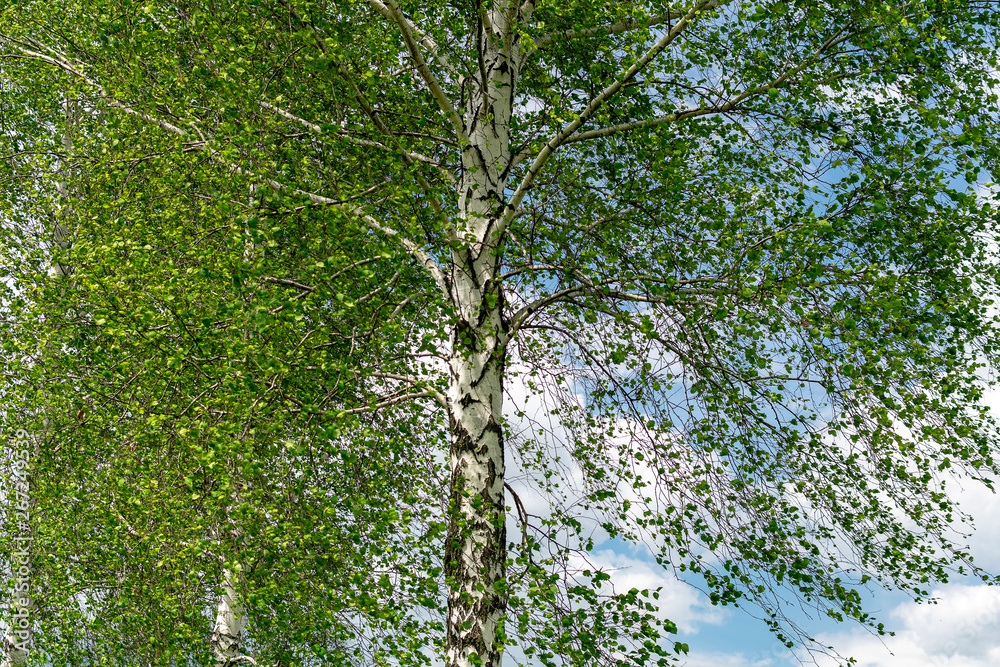 White spring birch on a background of blue sky on a sunny day White spring birch on a background of blue sky on a sunny day