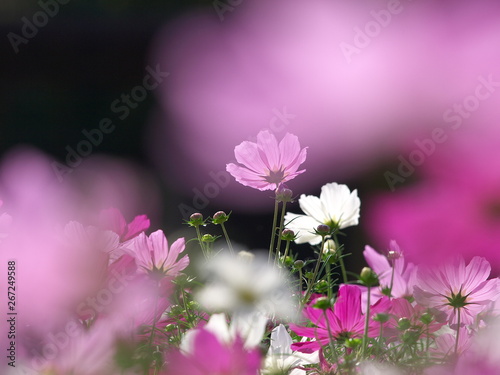 Fototapeta Naklejka Na Ścianę i Meble -  色とりどりに咲きほこるコスモスの花　黒背景