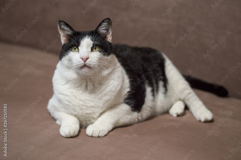 Pretty obese and lazy black and white cat is lying on the couch after dinner. Cat food and care concept.