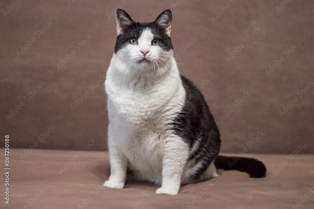 Overweight castrated house cat waiting for food. Domestic pets, cat's food and care concept.