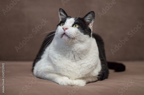 Big fat black and white cat is sitting on chair looking up and waiting for careless. Domestic pets, cat's food and care concept.