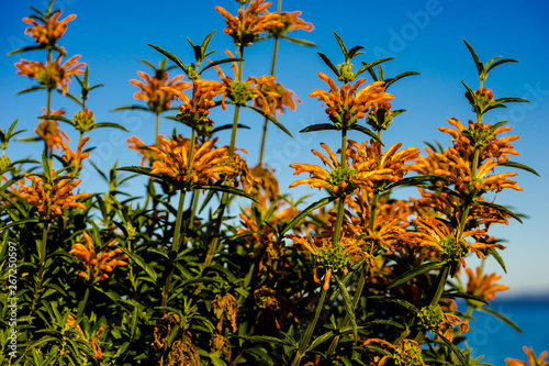 succulent orange aloe plant