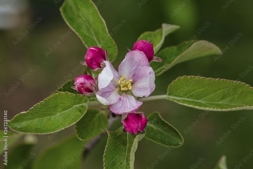 Gorgeous beutiful blooming apple tree brunch isolated. Gorgeous backgrounds. Gorgeous beutiful blooming apple tree brunch isolated. Gorgeous backgrounds.