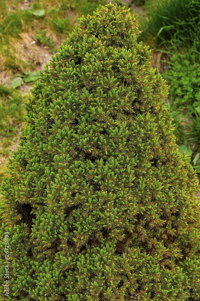 Close up view of thuja green tree isolated. Beautiful backgrounds och texture. Green nature background. Close up view of thuja green tree isolated. Beautiful backgrounds och texture. Green nature background.