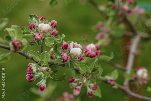 Gorgeous pink and white blooming apple tree on green background. Beautiful nature backgrounds.