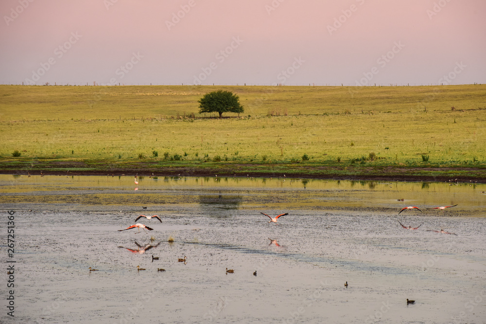 Lagoon in the field with birds,Patagonia, Pampas, Argentina