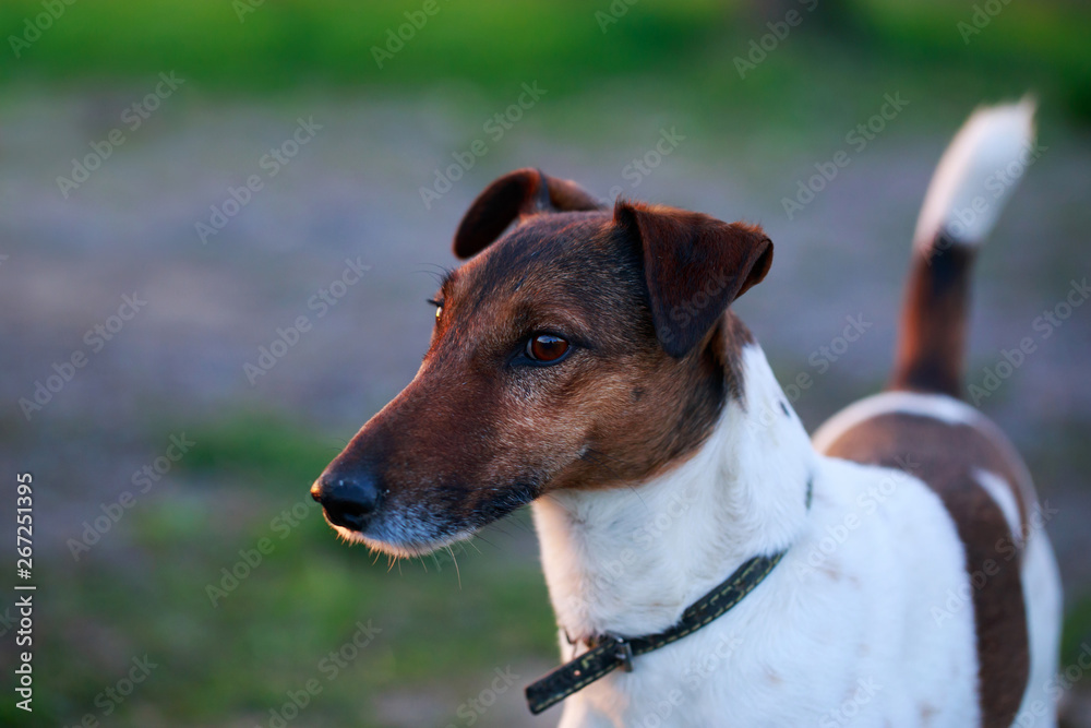 Dog breed smooth-haired fox terrier