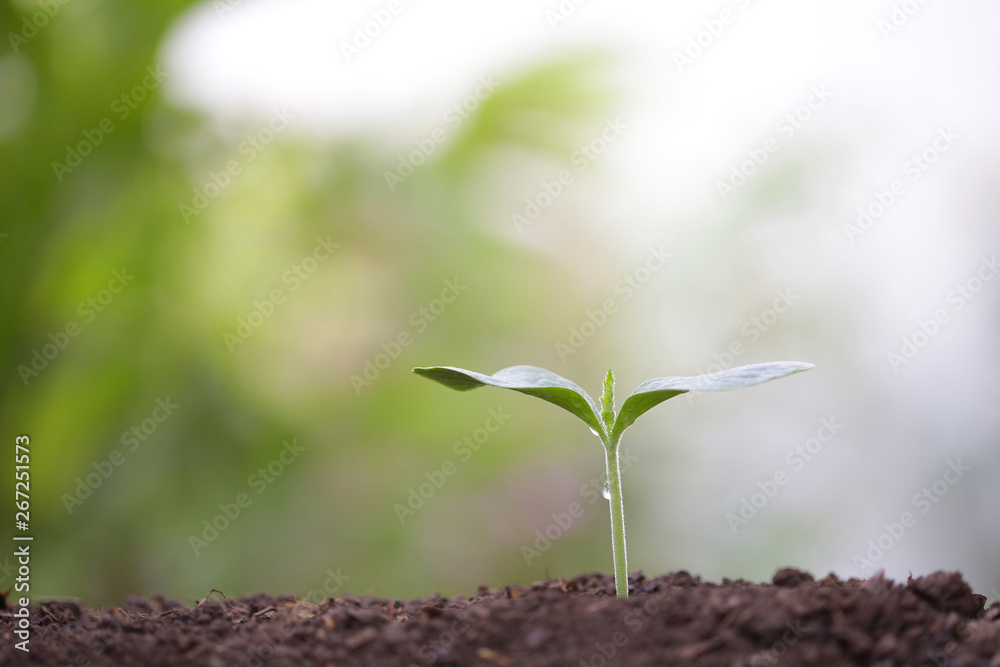 Young green sapling planting with water drop dew Young green sapling planting with water drop dew