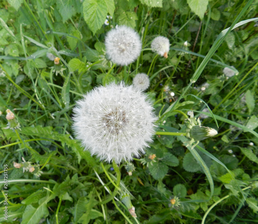 Large dandelion puff ball seed head with delicate white strands and brown center growing among rich green blades of grass in summer sunshine. Close up. Large dandelion puff ball seed head with delicate white strands and brown center growing among rich green blades of grass in summer sunshine. Close up.